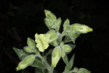 Nicotiana rustica RCP7-2015  (51).JPG